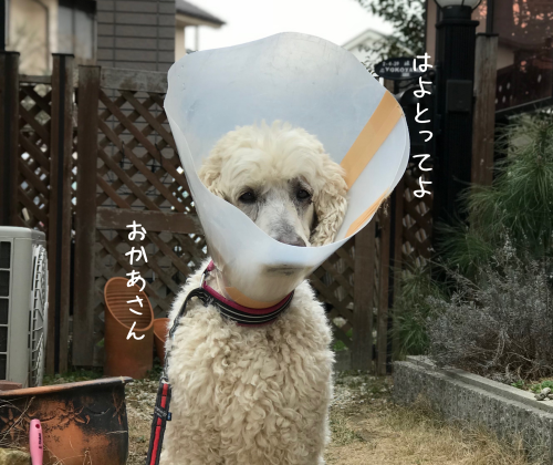 a0216583_11014190.png