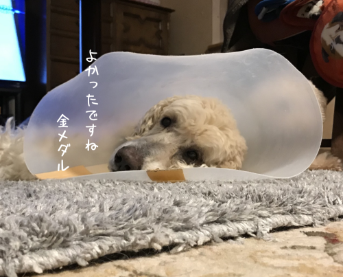 a0216583_11142635.png