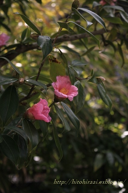 f0374092_21541559.jpg