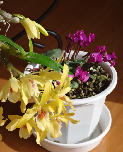 スターダスト・チヨミと原種シクラメンコウムの開花など_a0136293_15215798.jpg