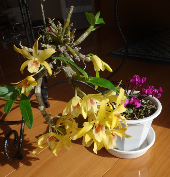 スターダスト・チヨミと原種シクラメンコウムの開花など_a0136293_15232368.jpg