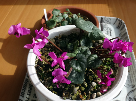 スターダスト・チヨミと原種シクラメンコウムの開花など_a0136293_15233347.jpg