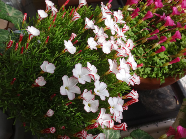 スターダスト・チヨミと原種シクラメンコウムの開花など_a0136293_15294367.jpg