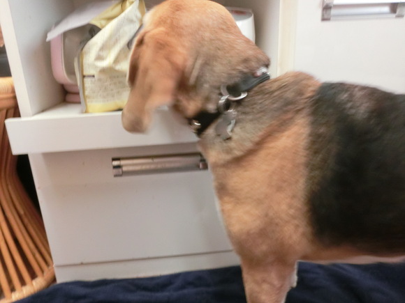 うちの仔は頭が悪いのかもしれない クラウス アルバスの部屋 うちの仔は頭が悪いのかもしれない クラウス アルバスの部屋