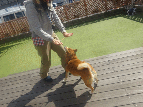 a0338800_19234565.gif