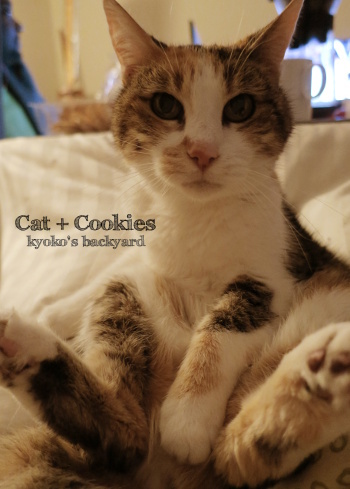 猫にクッキーを見せたら_b0253205_02552040.jpg