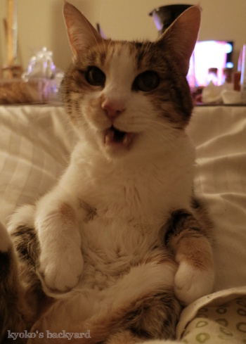 猫にクッキーを見せたら_b0253205_02561904.jpg