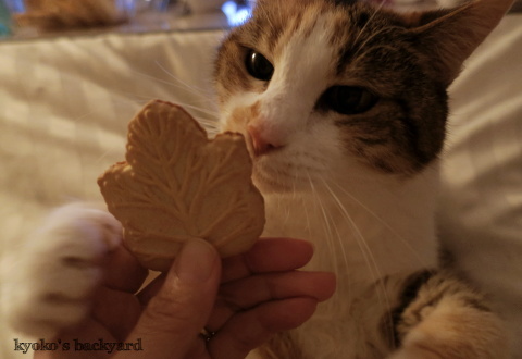猫にクッキーを見せたら_b0253205_02563570.jpg