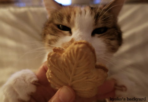猫にクッキーを見せたら_b0253205_02565180.jpg
