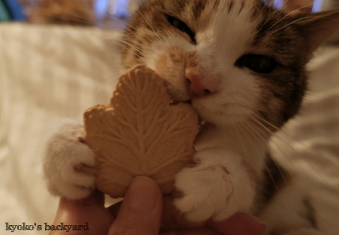 猫にクッキーを見せたら_b0253205_02573030.jpg