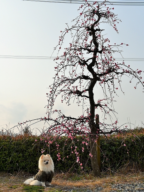 来年も一緒に写真を撮ろう_d0360206_00313545.jpg