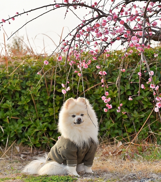 来年も一緒に写真を撮ろう_d0360206_00313998.jpg