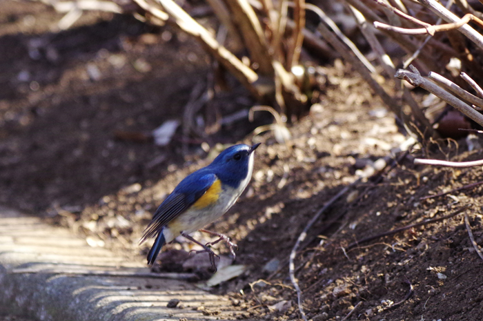 ルリビタキ♂　別の公園で 3_b0151409_21491083.jpg