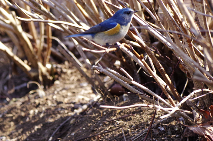 ルリビタキ♂　別の公園で 3_b0151409_21493313.jpg