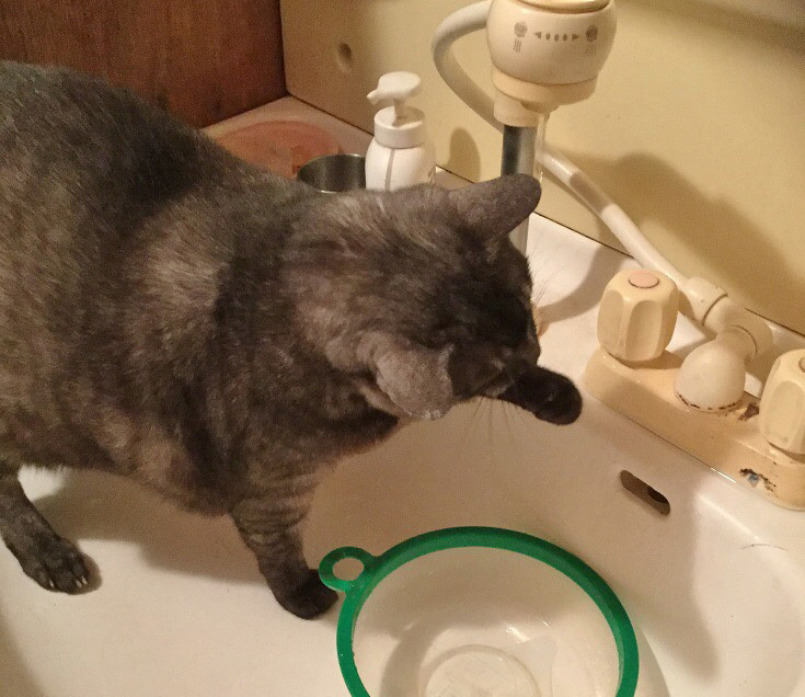 猫の日。カイトさん通信_a0021523_01165883.jpg