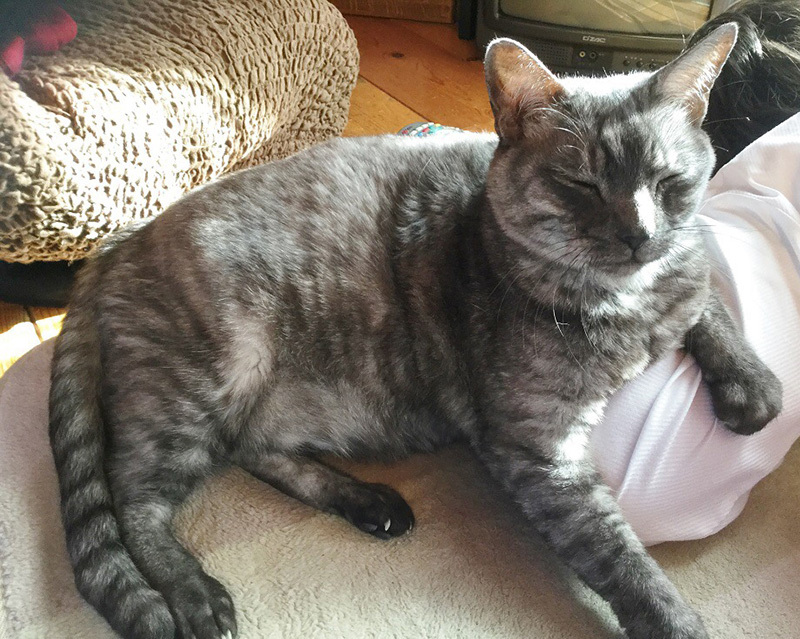 猫の日。カイトさん通信_a0021523_01165903.jpg