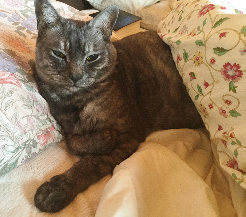 猫の日。カイトさん通信_a0021523_01165985.jpg