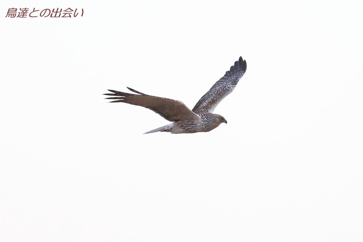 夕暮れチュウヒ・・・Marsh Harrier_e0139623_20210300.jpg