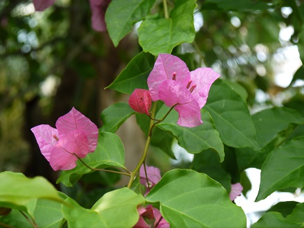 大温室の中の花たちⅴ_e0366232_22323337.jpg