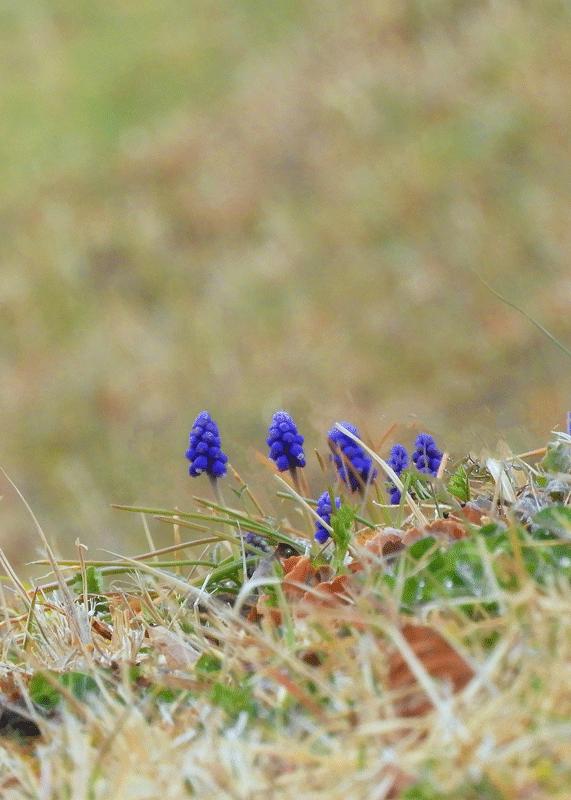 d0290240_09430327.gif