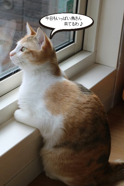 お行儀のいい猫 悪い猫 普通の猫 保護猫さんのご縁探し