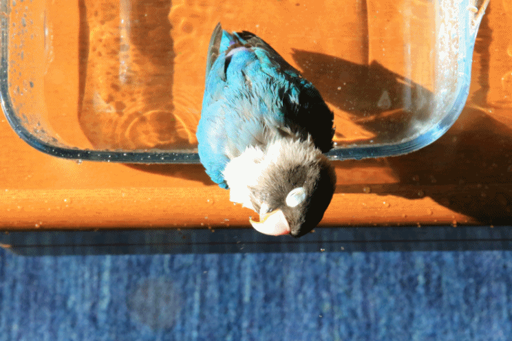 c0145250_09010263.gif