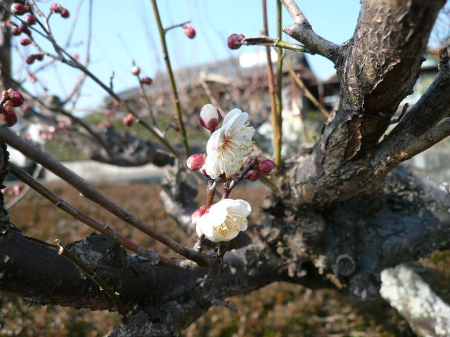 c0043055_16013825.jpg