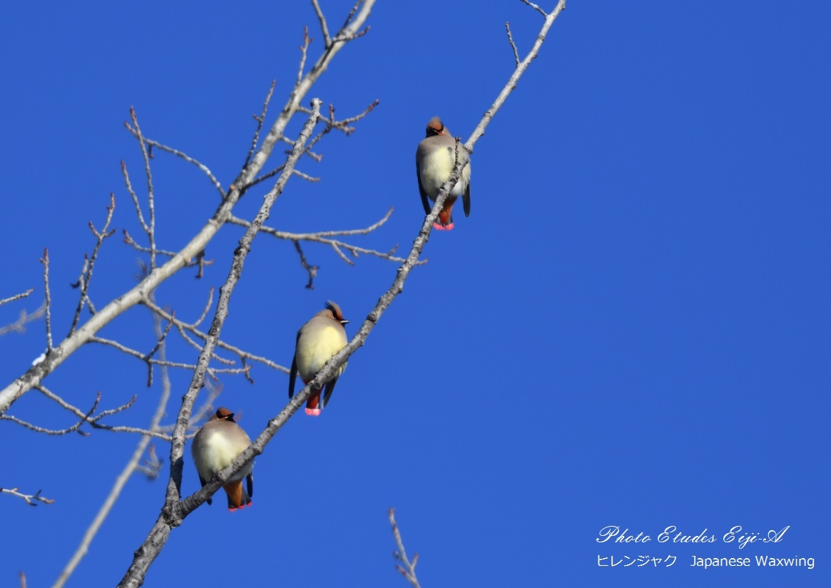 高原の野鳥たち_e0365355_22342809.jpg