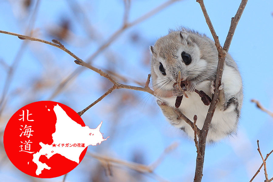 札幌市近郊のエゾモモンガ イチガンの花道