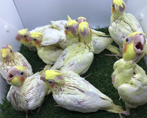 オカメインコルチノー ホワイトフェイス お店のインコたち