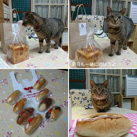 猫の日にパン屋さん巡り_b0239781_03140774.jpg