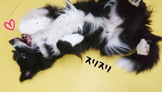 お泊りわんこ(*\'ω\'*)_f0357682_11452739.jpg