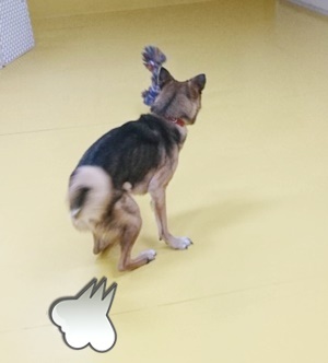 お泊りわんこ(*\'ω\'*)_f0357682_11455057.jpg