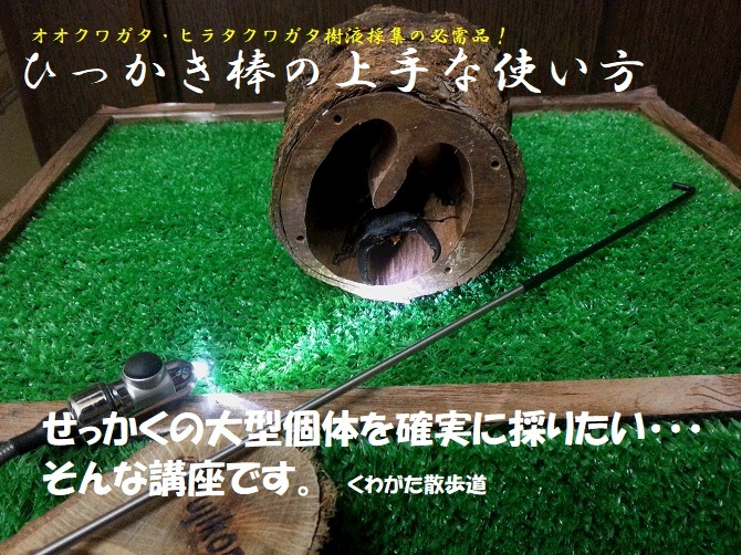 くわがた散歩道商店 樹液採集の必需品 ひっかき棒の上手な使い方 基本編 くわがた散歩道 くわがた散歩道商店 樹液採集の必需品 ひっかき棒の上手な使い方 基本編 くわがた散歩道
