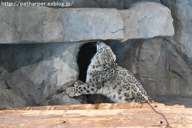 ２０１８年２月　円山動物園　その４_a0052986_23422782.jpg