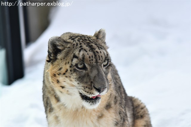 ２０１８年２月　円山動物園　その４_a0052986_2348431.jpg