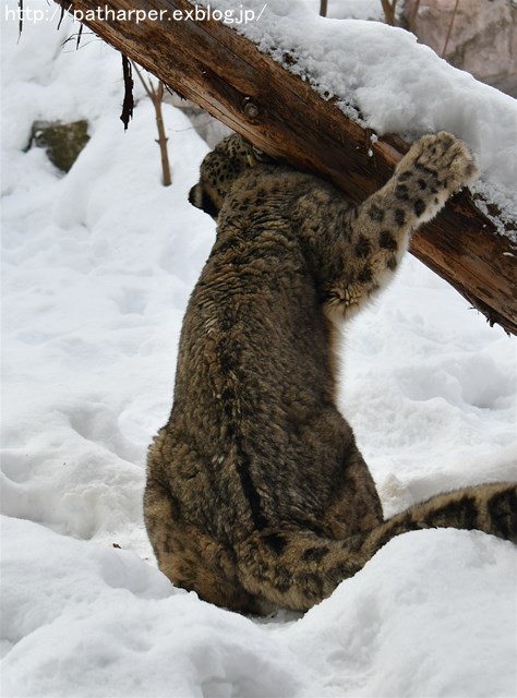 ２０１８年２月　円山動物園　その４_a0052986_23502625.jpg