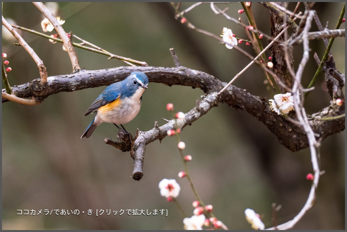 写真日記・ルリウメ 便り・2018.2.23-①_c0336400_11515642.jpg