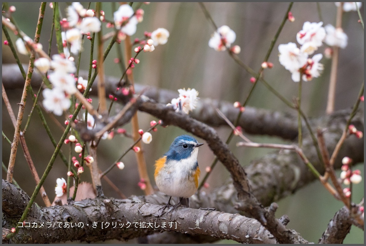 写真日記・ルリウメ 便り・2018.2.23-①_c0336400_12093386.jpg