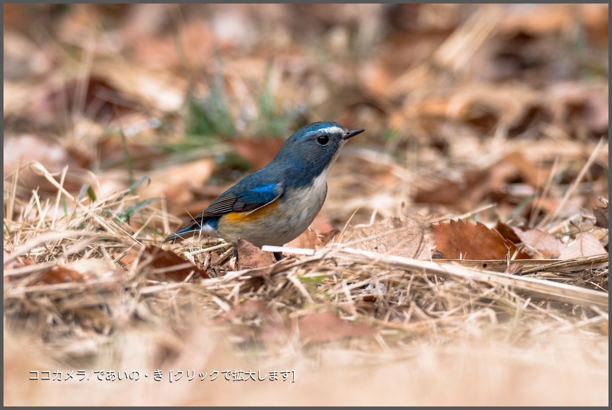 写真日記・ルリウメ 便り・2018.2.23-①_c0336400_12165213.jpg