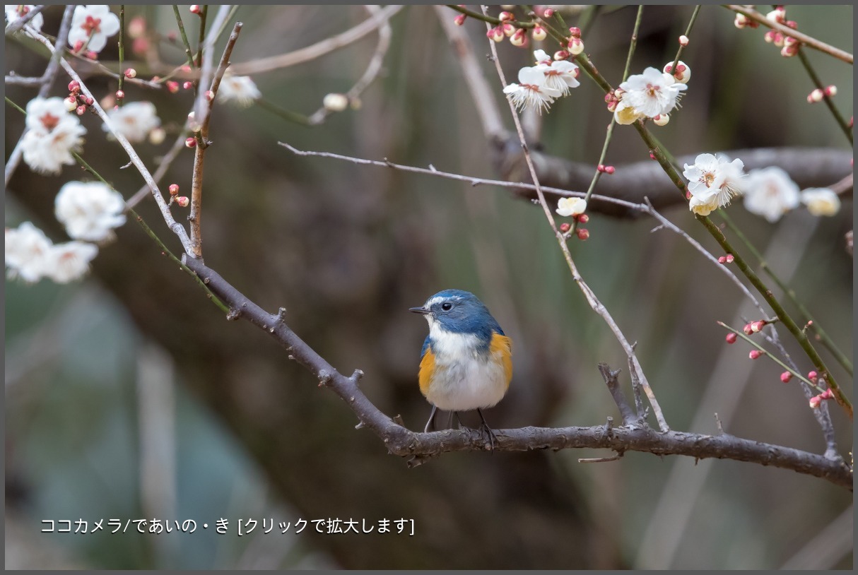 写真日記・ルリウメ 便り・2018.2.23-①_c0336400_21125522.jpg