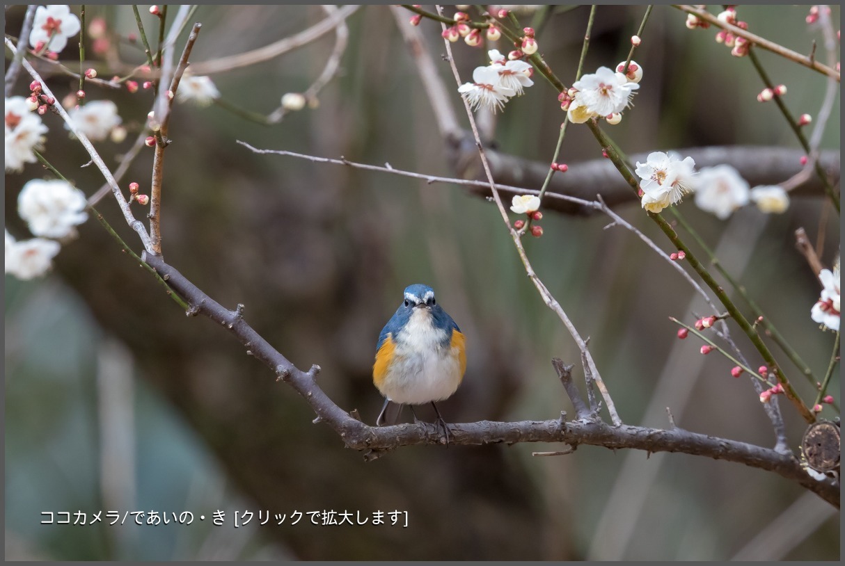 写真日記・ルリウメ 便り・2018.2.23-①_c0336400_21125845.jpg