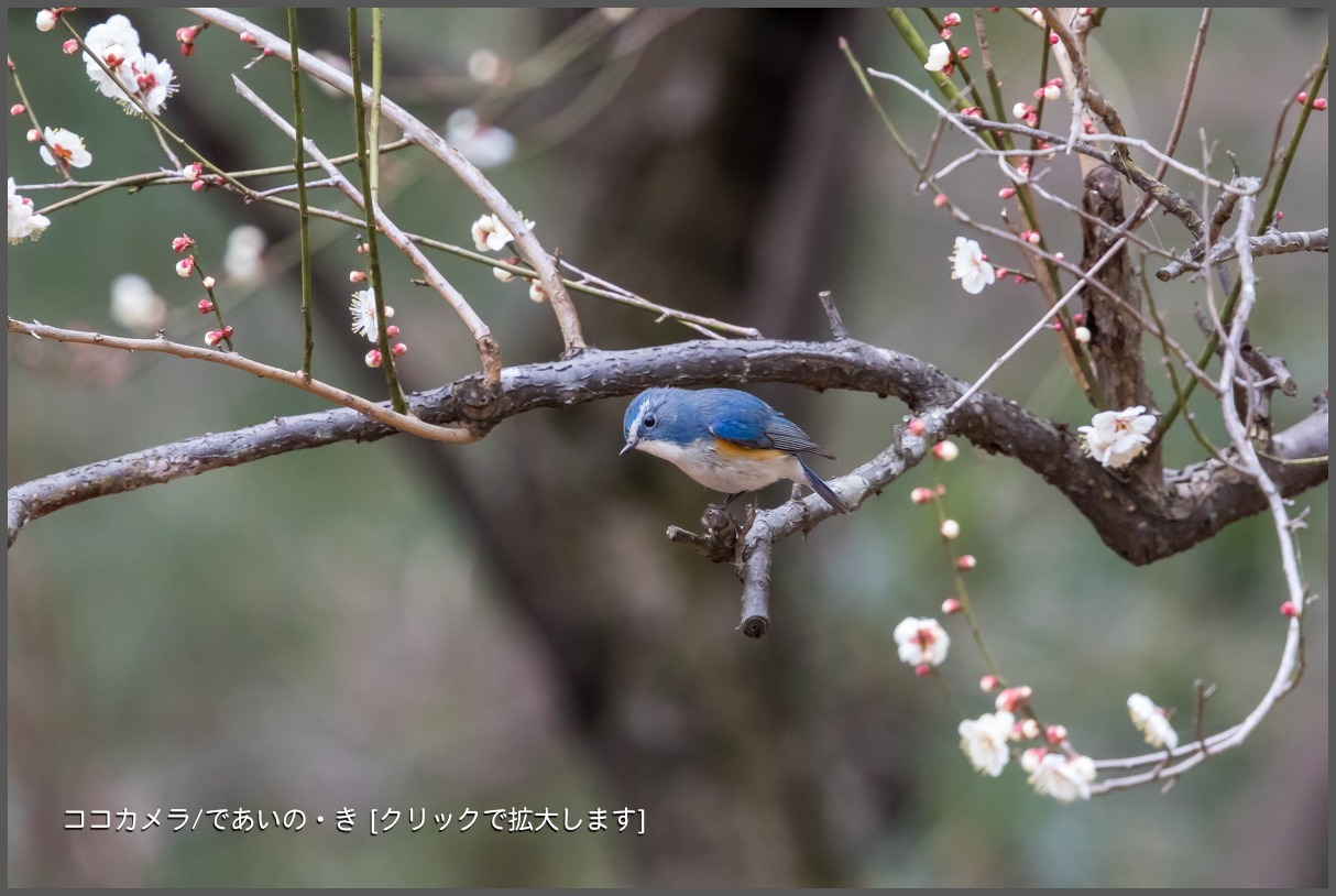 写真日記・ルリウメ 便り・2018.2.23-①_c0336400_21142187.jpg