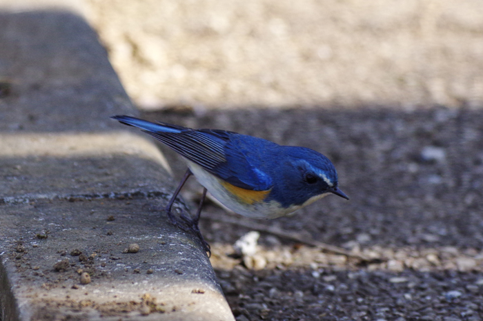 ルリビタキ♂　別の公園で 3_b0151409_20430033.jpg