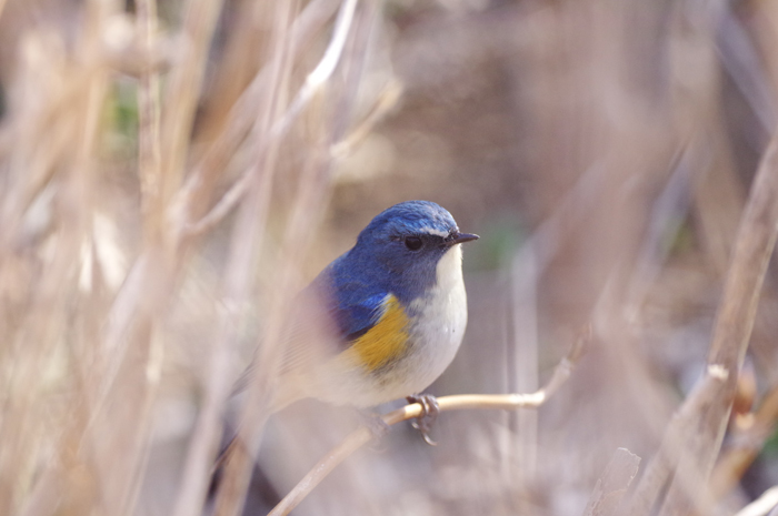 ルリビタキ♂　別の公園で 3_b0151409_20432169.jpg