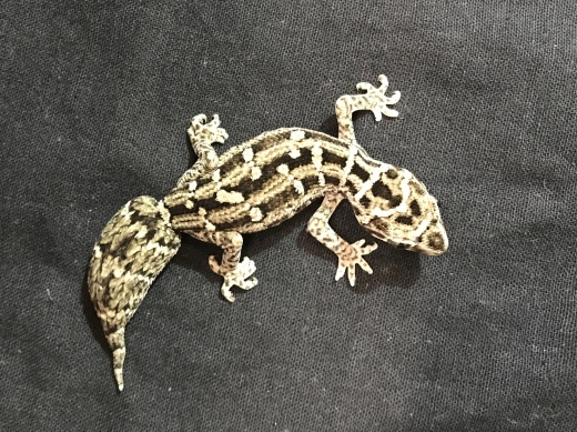 マツカサヤモリの販売 : 横浜の爬虫類専門店 | アクアマイティーBLOG