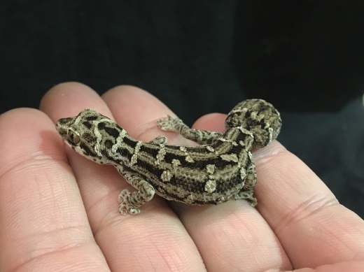 マツカサヤモリの販売 : 横浜の爬虫類専門店 | アクアマイティーBLOG