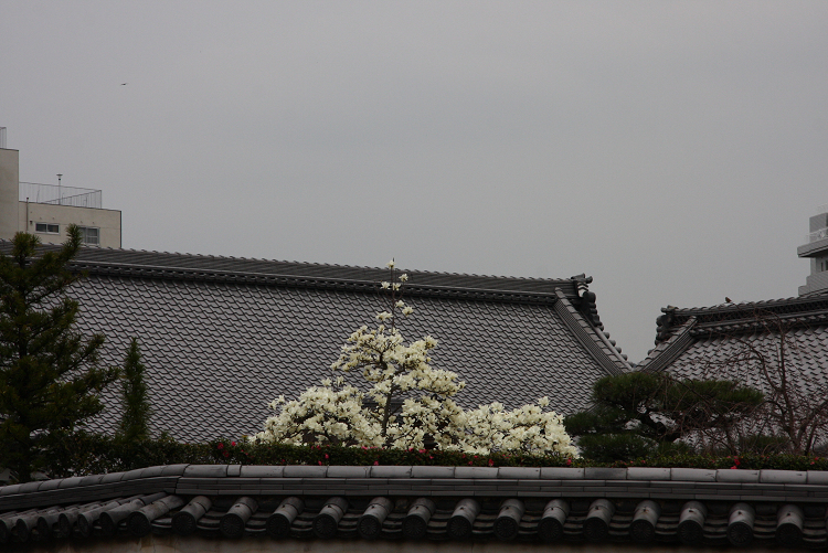 京都回顧 ハクモクレンのお寺巡り（後編）_b0169330_826227.jpg