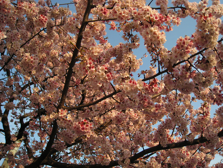 京都回顧 桃山駅の早咲き桜_b0169330_8474621.jpg