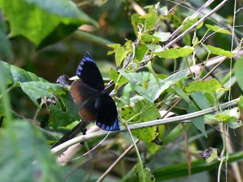 a0126632_20354085.gif
